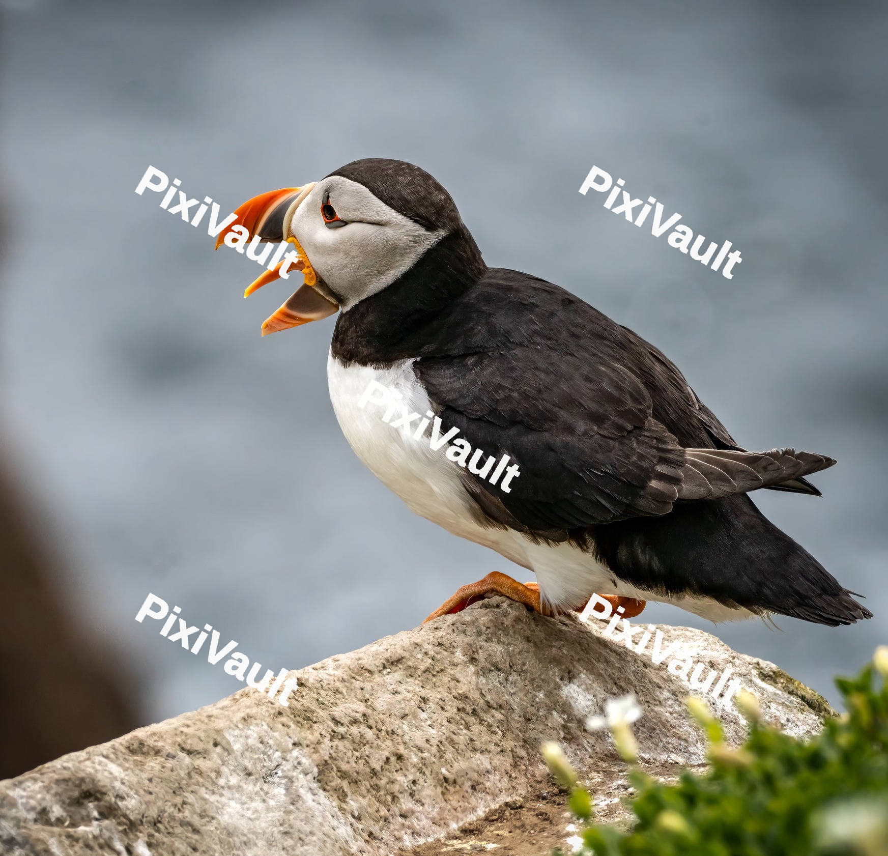 Puffin Bird with open mouth